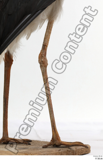 Black stork leg 0017.jpg